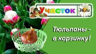 Корзинка для тюльпанов. Высаживаем лук Суворова