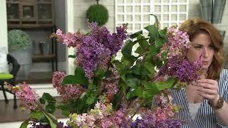 Barbara King 2-Piece Reblooming Lilac Josee on QVC