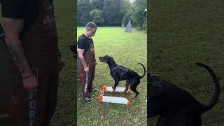 Es läuft! Marleen und Loki   #dobermann ￼