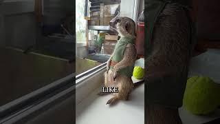 Why Do Meerkats Stand Like This? 