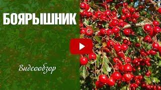 Боярышник  Посадка и уход  Как вырастить в саду?