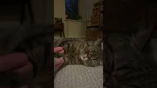 Sleepy kitty likes to hold hands ️ #catlover #catvideos #catshorts #cute #cat