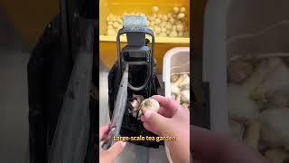 About the practical use of garlic peeling tools