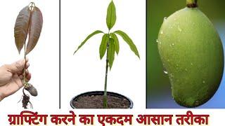 How to Graft Mango || कैसे करें आम में कलम || #mangografting