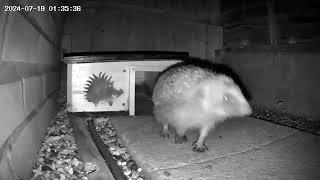 Hogcam 11: Hedgehog licks his lips after a meal