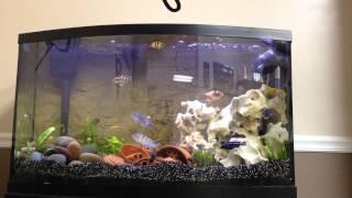 Steve Poland Cichlids 300 Subscriber Contest Entery