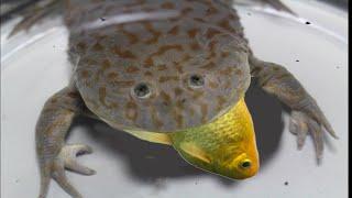 Challenge the frog's food! Failure with the giant fish | IVM Reptile Story