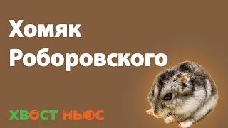 Все о хомяках Роборовского