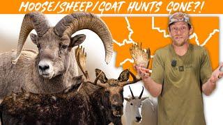 Crisis in Montana: Moose, Bighorn Sheep, and Goat Hunting is disappearing! Wildlife Conservation