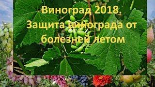 Grapes 2018. Protection of grapes from diseases in summer