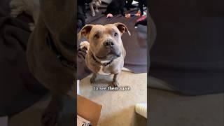 Dog mom reunites with her babies