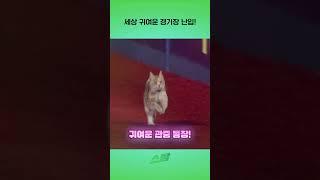세상 귀여운 경기장 난입!