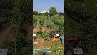 A vegetable garden in the middle of the Korean city