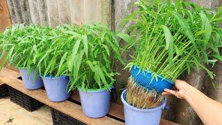 Baskets and buckets - Super easy method of growing hydroponic vegetables at home