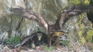 L'aquila che porta la preda al nido