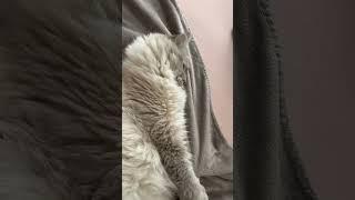  Удивительная двуликая кошка!  #cat #котик #shortsfunny #приколы #cute