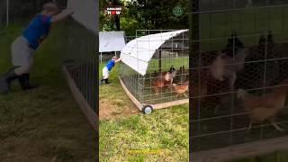 Moving Free-Range Chicken Cage! 