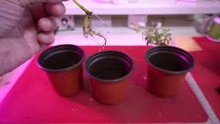 43. Willow Wednesday - Potting Willow Cuttings & Salix Integra Flamingo Willow Bonsais