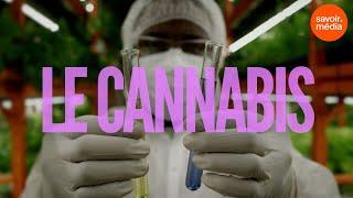 Le cannabis - Substances