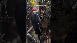 Nature Voice of the beautiful birds with their Soothing Sound #birds