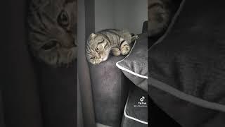 И что с котом?