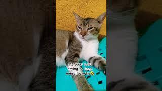 #cat #sleepycat #fypシ゚viral #memes #funnyshorts #sleepwell