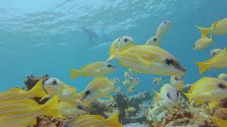 Vilu Reef Sun Siyam Resorts - Presented by Maldives Travel Wizard