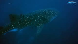 Whale Shark in Galapagos at Darwin Arch