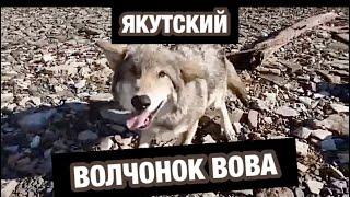 Якутский Волчонок Вова, Якутский Волк