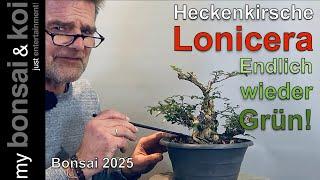 Bonsai 2025 5 Honeysuckle Lonicera Finally green again!