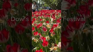 The beautiful season of Tulips across Canada #Tulips #canada #ottawa #nature #viral #vlog #lake