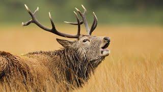 Red Deer Stags Fight For Females In Rutting Season | Scotland | Wild Travel | Robert E Fuller