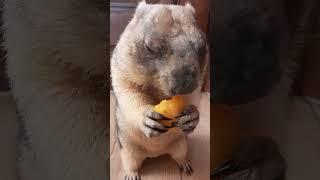 Десерт сурка#домашнийсурок#marmot#прикольныеживотные#cuteanimals#байбак