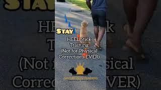 Www.jaycaydogservices.com