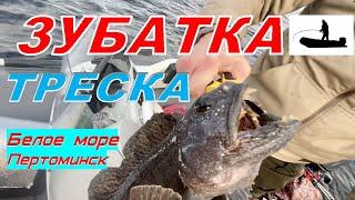 #ЗУБАТКА #ТРЕСКА НА БЕЛОМ МОРЕ У ПЕРТОМИНСКА   #Рыболов_Севера