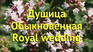 Душица обыкновенная. Краткий обзор, описание характеристик origanum vulgare Royal wedding