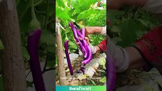 Eggplant Picking Perfection!  These Folks are Veggie VIPs! #eggplantharvest #farminglife #purple