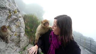 Being bitten by a monkey at Gibraltar