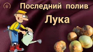 Последний полив лука! The last watering of the onion