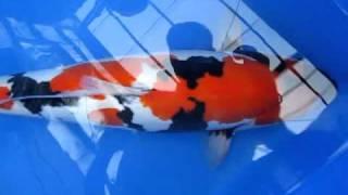 Hiroi Koifarm (Conias) Sansai Doitsu Showa 61 cm Ornafish Japan Co.,Ltd.MOV