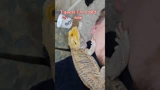 Brad the bed (LC Demands rest) #beardeddragon #beardedlizard #cutelizard #reptile #reptiledad