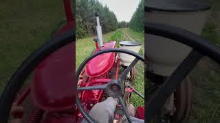 IH farmall 140 plowing tall jimmy red corn #farmall #ih #farming #homesteading #pig #corn