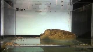 Stealth Technology of the Cuttlefish {Duke University Research}