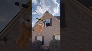 My dog made a zip line!