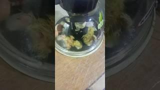 How to make Full Automatic Egg Incubator At  home - Hatch 100 CHICKS#AUTOMATICEGGINCUBATOR