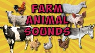 Farm Animal Sounds