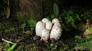 РОСТ ГРИБОВ Coprinus comatus (навозник белый) за 120 часов