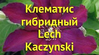 Клематис гибридный Лех Качинский. Краткий обзор, описание характеристик clematis Lech Kaczynski