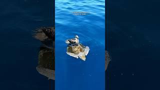 What do you think the turtle thinks of his bird friend?  #seaturtle #seabird #ocean #oceansafari