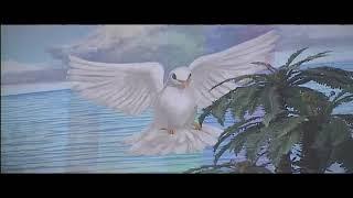 Life Church Of God In Christ Live Stream